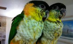 Black Headed Caique Proven Male Breeder ~11-12 years old. NOT a pet, Breeder only, he lost his mate. Preference given to reply's that already have a BHC Female to pair him with. Closed Aviary. No shipping. Include a Phone Number for a Reply... Thank You.