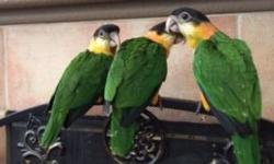 Caiques are full of energy and like to entertain. They are a great small companion bird and are quite comical. They can learn tricks and are social. They've been raised on exact formula, fruit, and zupreem bird food. Healthy fun and fearless they're a