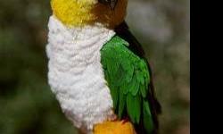Now accepting deposits on black headed caique parrots until fully weaned. Pictures are of what they look like fully grown.
AJ's Feathered Friends Pet Shop
19 N State st
Elgin, IL 60123
Like us on Facebook!
www.ajsfeatheredfriends.com
This ad was posted