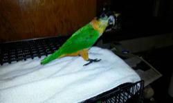 5 month old female black headed caique. A real clown, very tame and friendly. She loves to be on her back.