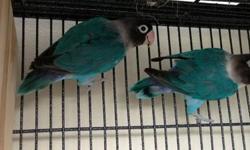 Selling 3 black masked cobalt blue handfed Fischer lovebirds. About 4 weeks old. Eating well. Have great colors. On 3 feedings daily. Parents on site. Serious inquires only. Call/text 786-564-1241
This ad was posted with the eBay Classifieds mobile app.