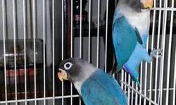 ONE absolutely gorgeous Black Masked Blue chick still waiting for it's forever home. Black heads, black tips on their wings, violet factor with violet on tails and back. Wings have a nice light color outline on them. These babies were hand fed and are