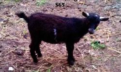 I have for sale a black and white yearling pygmy nanny goat. She is EXTREMELY small and will not grow much more than she already has. Please let me know if you are interested in her by shooting me an email. We will go from there. If the ad is still posted