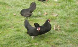 we are now selling our year old breeding stock of black Rosecomb Bantam chickens. We are selling them for $10 each in pairs and trios. For more information you can email or call 417 532 5767