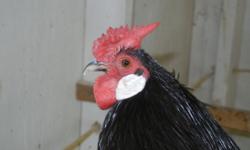 We are selling our one year old Black Rosecomb Bantam breeding stock. They are $10 for a rooster and $20 for a hen sold in pairs or trios. Will sell just a rooster if you need one for an out cross.. We are in Lebanon, Missouri and we are willing to ship