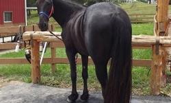 Star is a 14 yr old 15.2 hand tall Black Tennessee Walking Horse Gelding. His conformation and build are perfect, and he is a gorgeous Jet Black boy. Star is wonderful gaited, and super, super smooth. He is very responsive, and neck reins with just a