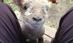 2 flock starter flocks available
Babydoll flock (3 rams, 1 ewe, 1 ramling, potentially 1 wether) - Can be sold in pairs, or individually. Adult Ewe $525, ramling $400, proven rams $425. All Registered. Babydoll southdown - wonderful friendly small