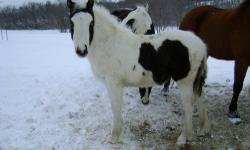 Zaza is a 10 year old black and white 50% Friesian/50% Spotted Saddle mare. She had a gorgeous black and white filly out of a Gypsy Vanner stallion on 10-7-2012.
Zaza is not broke to ride. She is very gentle and a wonderful mom. Zaza has had some ground
