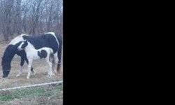 Zaza is a 7 year old black and white 50% Friesian/50% Spotted Saddle mare. She had a gorgeous black and white filly out of a Gypsy Vanner stallion on 10-7-2012.
Zaza is not broke to ride. She is very gentle and a wonderful mom. Zaza has had some ground