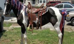 7 year old black&white spotted mare. 14.3 hands tall stands for farrier. She is 1/2 walking horse. She has been on the trails, creeks, roads, ect... When we go trail riding sometimes I put my kids on her and lead them me. She's a good trail horse. Had new