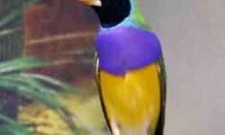 I have a lady gouldian for sale. He is a year and a half. He is in perfect health conditions. I am asking $100 or best offer