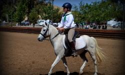 19 year old children's pony. Has been leased by 4-h members. jumped 2feet with advanced rider. Make a offer.