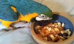 This year old male is very active and loves to play. He is well socialized with other macaws and pets. He has been eating a good diet and spends most of his time out of a cage. Also available is a clutch of baby Blue and Gold Macaws for $1100 hatched the