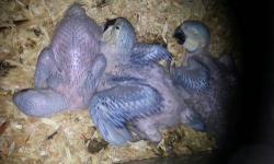 Blue and Gold Macaw babies, currently hand feeding. Hacted on August 21, 23, and 27, 2013. Raised by avain veterinary.