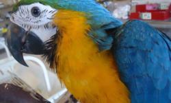 Gorgeous and Tame Handfed Baby Blue and Gold Macaw - 3 months old and just weaned and eating regular food and ready to go to a new home! This Baby Macaw will make a great pet and lifelong companion. Only $1500 - Call or Visit Tropic Island Bird & Supply