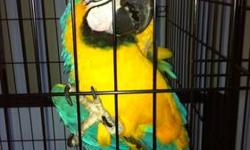 I Have a Beautiful Pair of Blue and Gold Macaws
They are proven i have one of their baby right now rest were sold .
They have Perfect feathers and overall Health .
They are a good pair . Only Selling Due To Divorce
Call if interested 407-556-7552