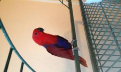 I have a 8 or 9 year old male macaw for sale. He is old enough for breeding with a female, but young enough to make you a great pet for years to come. He will play hide and seek with us on the carpet. He doesn't like tile etc. He is good with other birds.