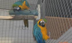 Proven Pair of Blue and Gold Macaw Age 12 years old
Sit and feed Perfect feather. 3-4 clutches a year
3- 4 babies per clutch
Price $1500.00 Will ship
Email me name and number thanks