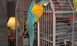 Blue and Gold Macaw, 12 years old, Male. Good Vocabulary. NO BAD WORDS. Has been hand held & loves to crawl over his cage!
Comes with his large cage and toys!
New traveling cage comes with bird.
I have a family member very sick. I no longer have the time