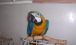 This young chick is now seven months old and ready to go to a permanent loving home.
She is fully weaned and eating an adult diet,
.With a little time and attention she will soon bond to her new family.
She will make someone a very loving and adorable