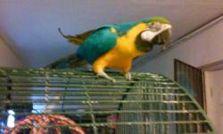 I have a blue and gold Macaw.He is very tame and lovable. He does mimic what you say. I have had him for about 3 years. Just don't have the time for him any more. He is very friendly. The cage also comes with it. His name is Onary I do want someone with
