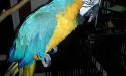 This is max. He is a male Blue and Gold McCaw. He is 12 years old and gets checked by a vet on a regular basis. He loves showers and spending time outside. He speaks about 65 words. He nerver has his cage locked. Selling because of career change and no