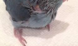 Baby parrotlets born 6/18 ready for homing in a dew weeks once weened. Please contact Vince at 847-815-9371 with any questions/inquires. Asking $250 OBO
