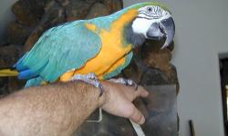 Gouldian finch
1 female - black head/purple breast/ blue back $100. From early 2012.
No calls after 9pm please! 530-300-1866