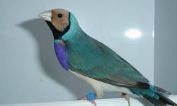 I have a blue back Gouldian finch Pair. Male is Straw head purple chest and female is black head white breast. Both birds are 1 year old.
price is firm. serious inquiries please.
