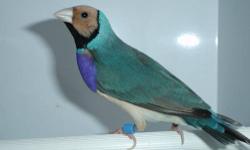 I have a breeding pair of blue back Gouldian finch.
Male is straw head purple chest and Female is Black
Head white breast. Pair is one and half year old & ready
To breed.
Price is firm
Serious inquiries please!