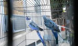 THESE BIRDS ARE READY TO BREED IN FULL COLOR ALSO VERY LARGE BIRDS FOR MORE INFO PLEASE CALL (619)249-9831 THANK YOU