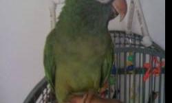 13 yrs old Blue crown conure looking for a forever home. He's name is Polly, knows a few words like step up, hello, parrot attack and pretty bird. He comes with his california cage a few toys, water bottle and food bowl. He needs a family that will offer