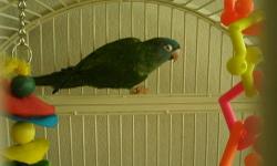 Rehoming a male? Blue crown Conure
"Bob" is quite for a Conure
likes to out of his cage
will put himself to bed
Not hand tame, but easy going attitude
Bob is $ 225.00 without the big cage
with nice big cage
and toys $325.00
830-456-169 two
photo's to