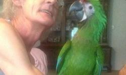 A Blue Crown Conure baby, "Paulie" is available now, is 16 weeks old and fully weaned. He is very sweet, independent, and very active. Blue crowns are intellegent birds. They are playful, family oriented, and can learn to speak well. As vocal as "Paulie"
