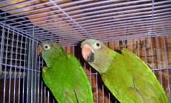Pair of blue crown conures asking $500 if u are interested please call or text 619-376-7318