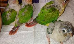 Taking orders/deposits for the Blue Crown Conures (the Paulie Bird).
The demand is higher than supplies available and a waiting list is being compiled now.
The Blue Crown Conures are very good talkers and are capable of doing tricks. Great with young