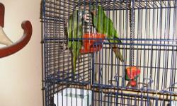 they are proven for previous owner...there's been nest box activity but my breeding macaws are being very vocal which is affecting the breeding process of the conures..cage and nest box is included
must pick up
400.00