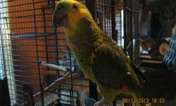 I have a 3 year old Blue Face Amazon Parrot with his cage. The cage is
22" x 22" x 30" with 28" legs on stand, it is also 3 years old and is in good but used condition. He is very talkative. I do not know the sex, both female and male look alike. I named