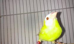 Young lutinos of blue faced parrot finches
Call or text me for more info. 305- 562-7906
Yes I do ship
LUTINOS JOVENES 3 meses y medio