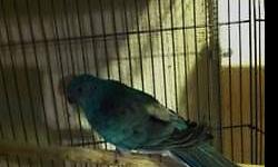 Female princess of wales. ready to breed.
$350
Will consider trades for blue or lutino male princess, Red sun conure, or let me know what you may have to trade?
Frank
818 462 4071