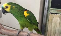 young and super tame blue front amazon fully feathered staring to talk will step up not loud looking to sell him or trade for another tame parrot like a macaw, eclectus , african grey, etc
call 954 549 8878