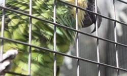 We are a Bird Rescue/Sanctuary located in the Loxahatchee area of W.P.B.. Chaco-22 year old-Aggressive toward men and hated the donners husband.Became unruly because of his aggressive attitude.He is doing well in the aviary and co-existing with other
