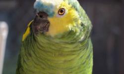 I have a wonderful/beautiful parrot for rehoming. It is one of a kind, it talks, sings, and dances. The colors of this parrot are amazing. You can compare for yourself online. The bird cost me $1,300 with no cage. I am letting the parrot go for cheap.