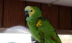 . Very beautiful birds lots of color to his face, wings and chest. Proven producer. Approximately 14 years old, full feathered, no problems like picking himself, his mate or the chicks. Not tame he is a breeder and prefers to be with a female of the same