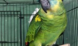 Handsome Adult Blue Fronted Amazon Parrot -. Male, Talks - $710
located at Tropic Island Bird and Pet Supply - a new exotic Bird and pet supply store that has just opened in the East County section of San Diego County
tropicislandbirds.com
We carry many