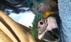 Re-homing our beautiful Blue and Gold Macaw
This is NOT a breeder and was born in MAY 2012 so only a little over 1 year old.
I have no idea if he or she is a male or female. Name is Vegas. Yep I love Vegas :)
I personally hand fed Vegas from 4 weeks old