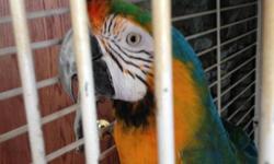 Blue & Gold Macaw , 4 Yrs. Old Very Tame ! Dances , talks , been held by many children - an Adults , rides in the car ,
You Must come an see him ( Rambo ) Very cool bird .
Please call an I will send pics. thks