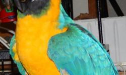 We have 3 Blue and Gold Macaw babies that we are hand feeding at this time. The oldest one was hatched on 2-10-14. They should be ready to go around June sometime. We raise our babies in our family room in brooders. They are held and played with and are