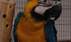 Blue & Gold Macaw Male DNA Sexed.
Nice Big bird, Great Feather !!
IS NOT TAME..
(Would probably do well set up with a girlfriend)
Contact Cindy
316-706-8762
$650.00