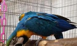 BLUE & GOLD MACAW DNA SEXED MALE
We are in Great Feather, Nice Sized Boy, Talks
We are NOT TAME. We are not an aggressive Macaw
He would probably do best with a Female.. But may be able to be worked with.
316-706-8762 Text or Call
600.00 Wichita KS